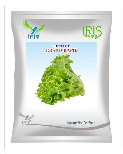 Iris Imported OP LETTUCE GRAND RAPID