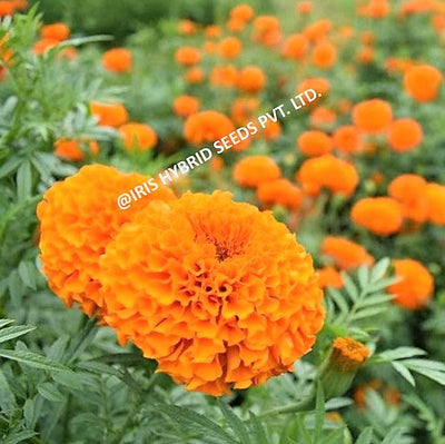 FLOWER SEEDS F1 HYBRID MARIGOLD ORANGE IHS-786