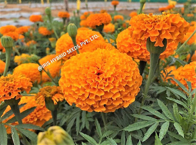 FLOWER SEEDS F1 HYBRID MARIGOLD ORANGE IHS-786