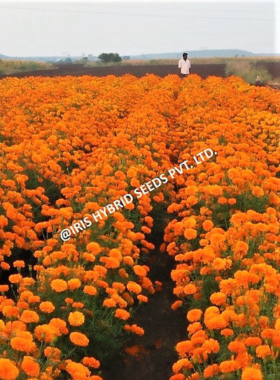 FLOWER SEEDS F1 HYBRID MARIGOLD ORANGE IHS-786