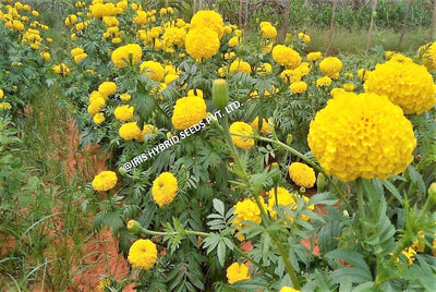 IRIS HYBRID FLOWER SEEDS F1 HYBRID MARIGOLD YELLOW IHS-108