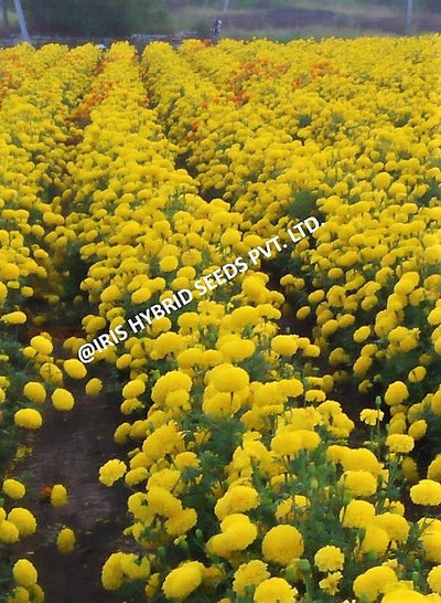 IRIS HYBRID FLOWER SEEDS F1 HYBRID MARIGOLD YELLOW IHS-108