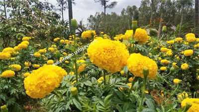 IRIS HYBRID FLOWER SEEDS F1 HYBRID MARIGOLD YELLOW IHS-108