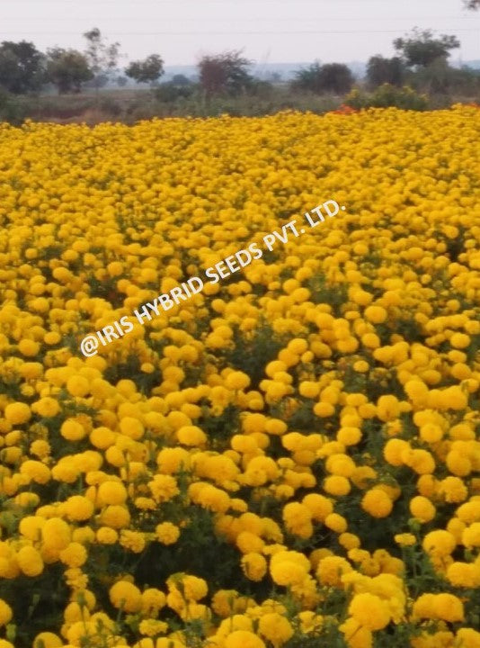 IRIS HYBRID FLOWER SEEDS F1 HYBRID MARIGOLD YELLOW IHS-303