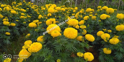 IRIS HYBRID FLOWER SEEDS F1 HYBRID MARIGOLD YELLOW IHS-303