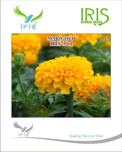 IRIS OP MARIGOLD ORANGE IHS-501