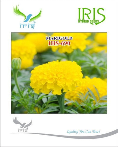 IRIS OP MARIGOLD YELLOW IHS-690