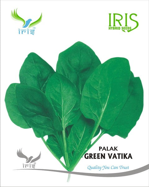 Iris OP Palak Green Vatika (All Green)