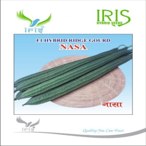 IRIS HYBRID RIDGE GOURD NASA SEEDS