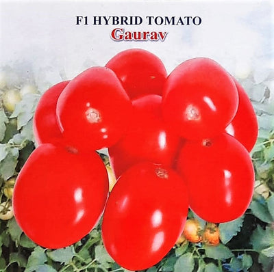 IRIS HYBRID VEGETABLE SEEDS F1 HYBRID TOMATO GAURAV