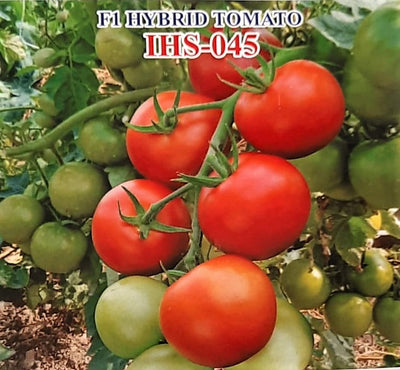 IRIS HYBRID VEGETABLE SEEDS F1 HYBRID TOMATO IHS-045