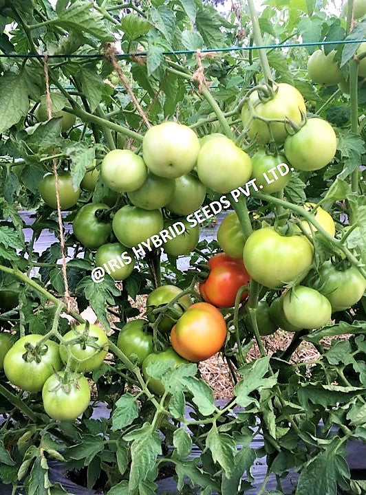 IRIS HYBRID VEGETABLE SEEDS F1 HYBRID TOMATO KESHAV 27