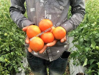 IRIS HYBRID VEGETABLE SEEDS F1 HYBRID TOMATO KESHAV 27