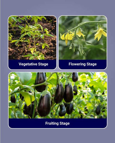 Isabion Biostimulant