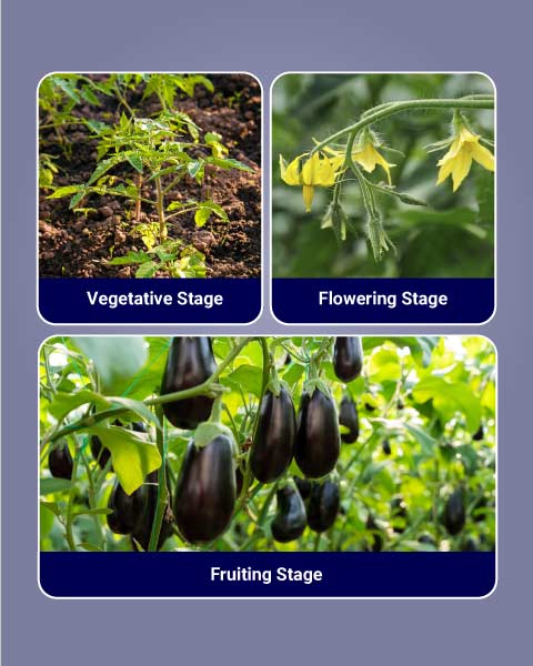 Isabion Biostimulant