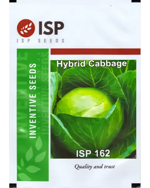 ISP162 CABBAGE