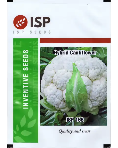 ISP166 CAULIFLOWER