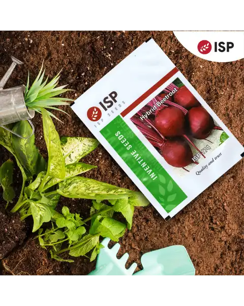 ISP174 HYBRID BEETROOT