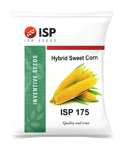 ISP175 SWEET CORN