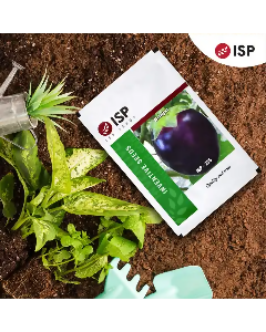 ISP235 BRINJAL