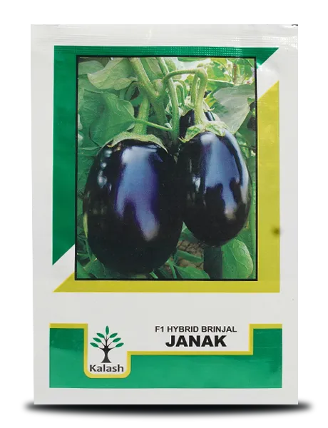 JANAK BRINJAL SEEDS