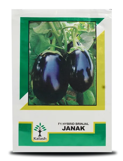 JANAK BRINJAL SEEDS