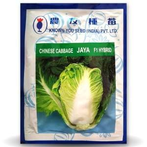 JAYA CHINESE CABBAGE