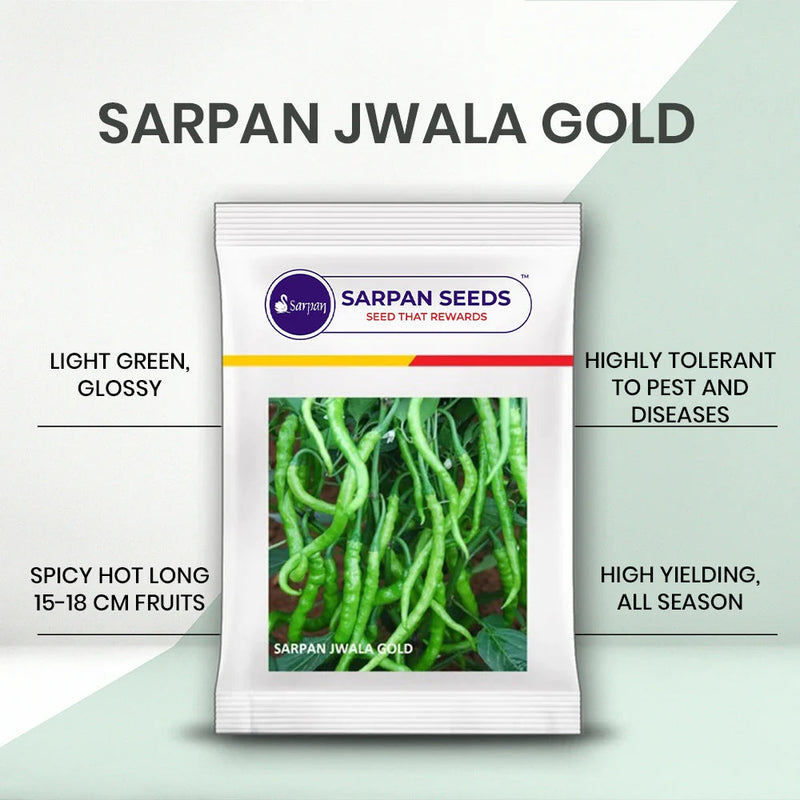 SARPAN JWALA GOLD CHILLI SEEDS