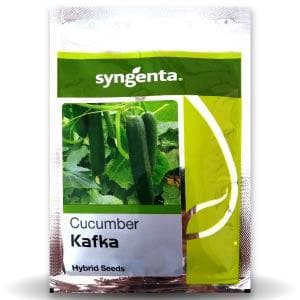 SYNGENTA KAFKA CUCUMBER SEEDS