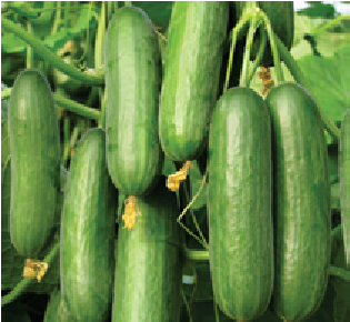 SYNGENTA KAFKA CUCUMBER SEEDS