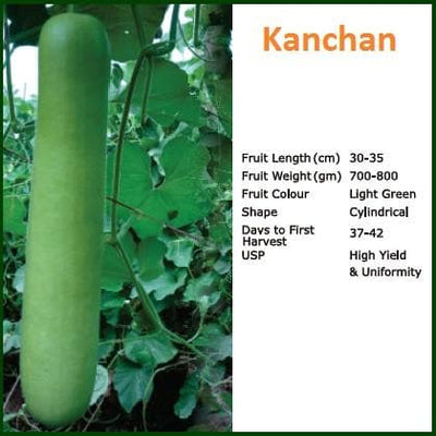 KANCHAN BOTTLE GOURD ( कंचन लौकी )