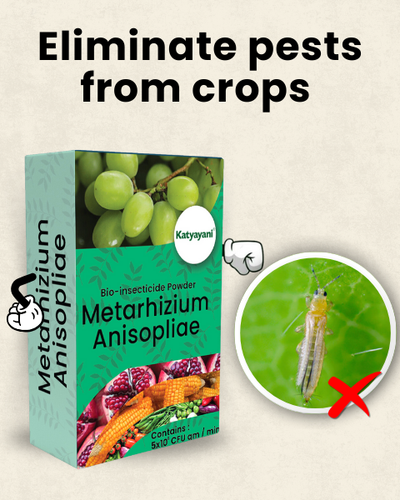 KATYAYANI METARHIZIUM ANISOPLIAE BIO INSECTICIDE POWDER