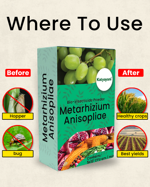 KATYAYANI METARHIZIUM ANISOPLIAE BIO INSECTICIDE POWDER