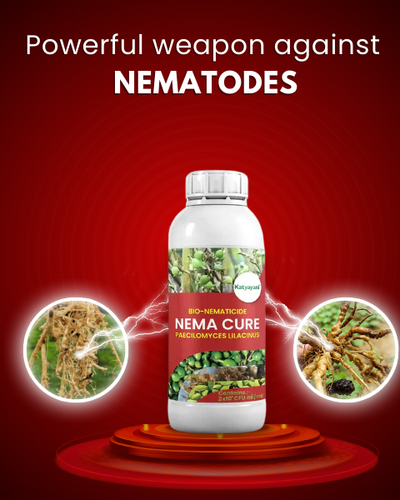 KATYAYANI PAECILOMYCES LILACINUS (BIO NEMATICIDE)