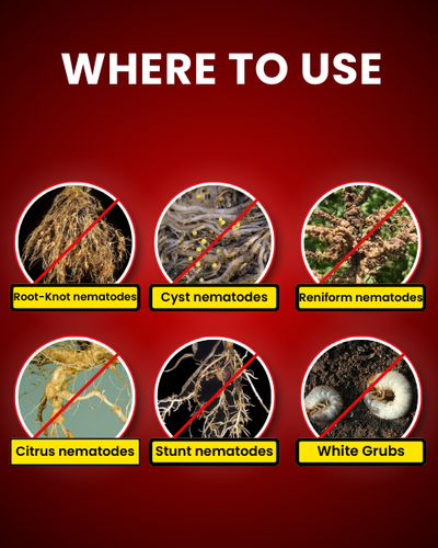 KATYAYANI PAECILOMYCES LILACINUS (BIO NEMATICIDE)