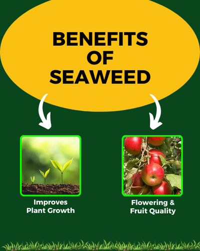 KATYAYANI PREMIUM SEAWEED EXTRACT LIQUID BIO FERTILIZER FOR ALL TYPES OF PLANTS