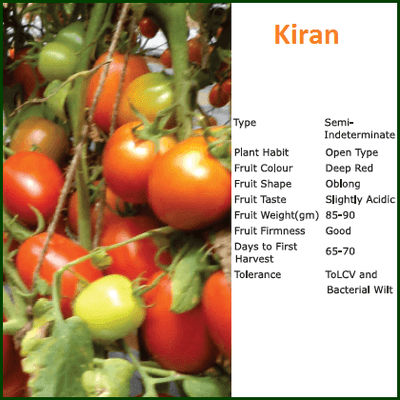 KIRAN TOMATO ( किरण टमाटर )