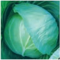 KIRTI CABBAGE