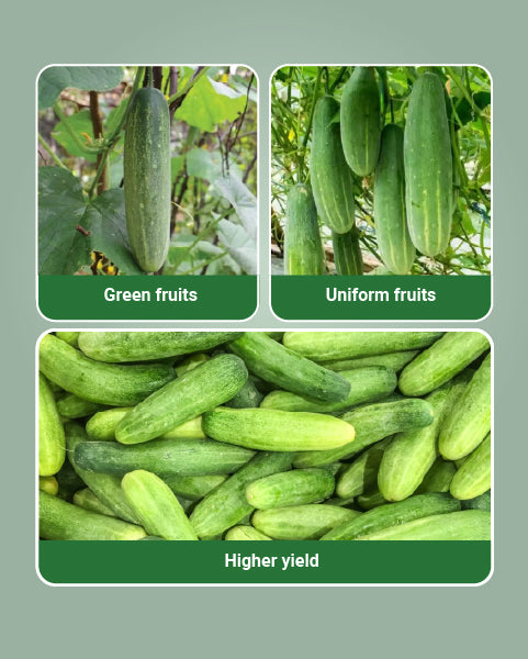 Krish F1 Hybrid Cucumber Seeds