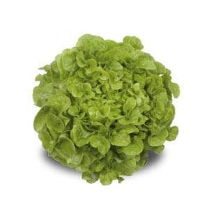 KRISTINE RZ (83-37) OAK LETTUCE