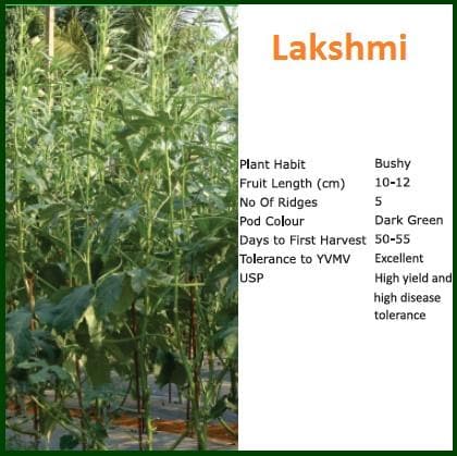 LAKSHMI BHENDI (OKRA) ( लक्ष्मी भिंडी )