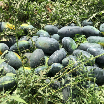 URJA US-20011 - WATERMELON F-1 HYBRID SEEDS