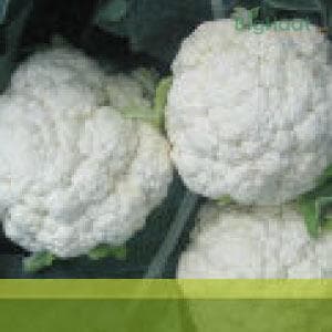 SYNGENTA LUCKY CAULIFLOWER