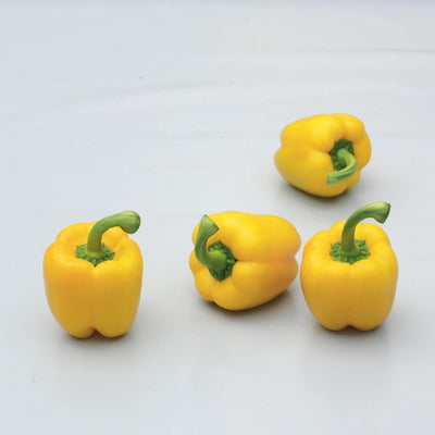 LUMOS CAPSICUM SEEDS