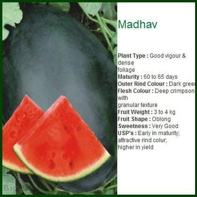 MADHAV WATERMELON