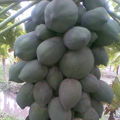 URJA MADHURI PAPAYA SEEDS