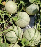 MADHURAJA MUSKMELON SEEDS