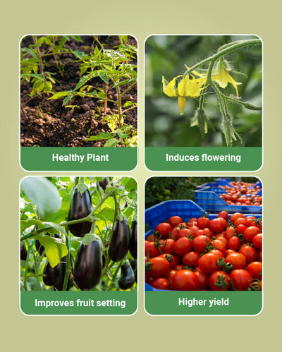 Mahaphal Plant Bio Stimulant