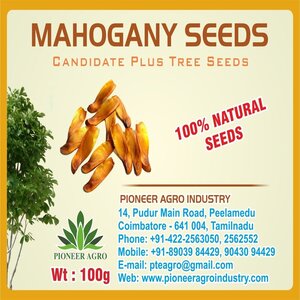 PIONEER MAHOGANY TREE SEED (SWIETENIA MAHAGONI)