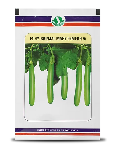 SUNGRO 9 MEBH-9 BRINJAL